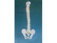 Basic Spine Anatomical Model