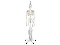 Feldenkrais® Physiological Skeleton