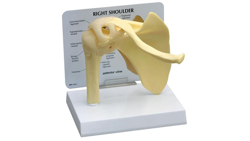 GPI Anatomicals® Basic Shoulder Model
