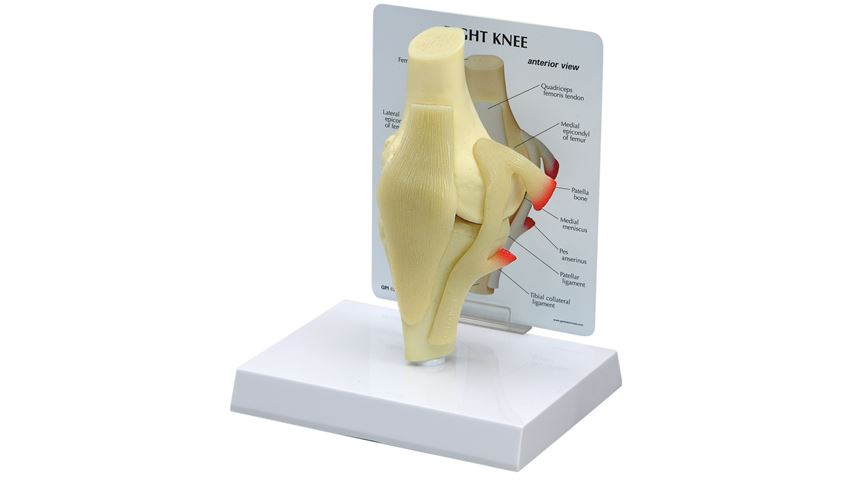 GPI Anatomicals® Basic Knee Model
