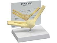 GPI Anatomicals® Basic Elbow Model