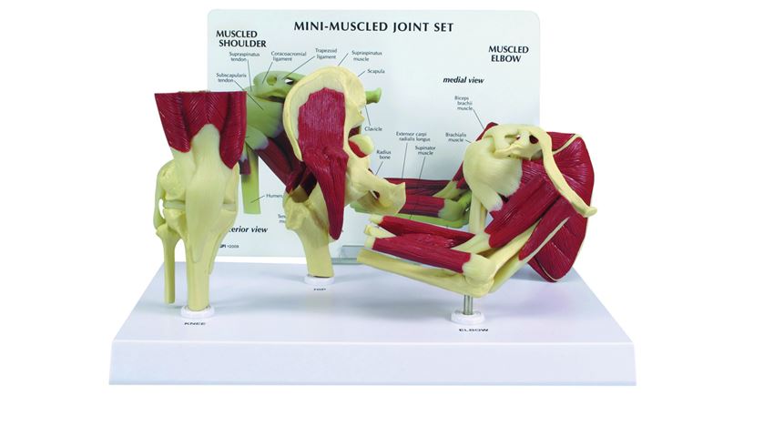 GPI Anatomicals® Mini-Muscled Joint Set
