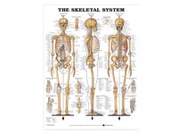Skeletal System Anatomical Chart