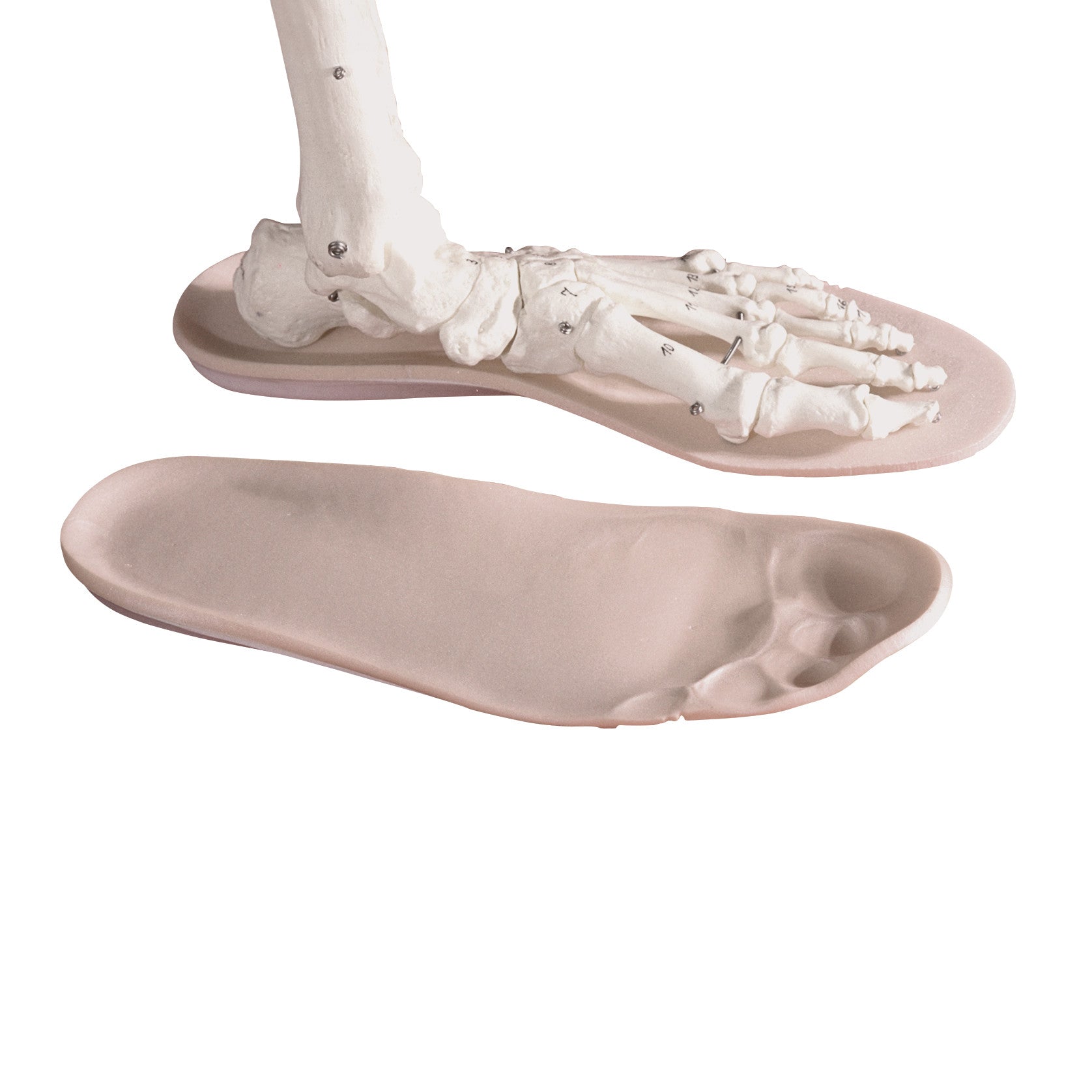 A skeletal foot placed on an AliMed Duo/Laminate D-Sole insole, with another insole beside it, showcasing its contouring design.