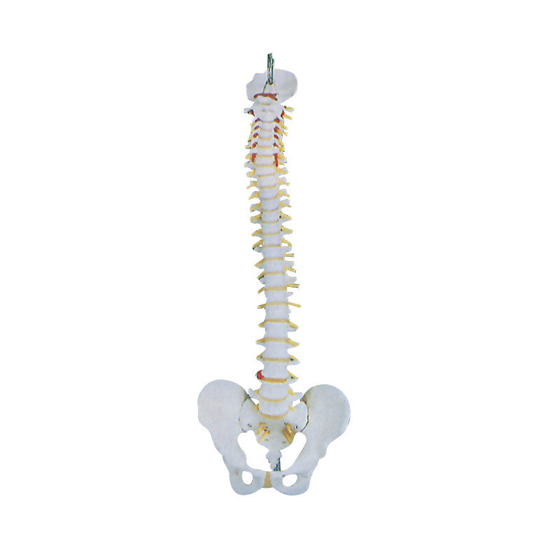 The Basic Spine Anatomical Model displays a detailed view of the human spine, including vertebrae and pelvis, against a plain background.