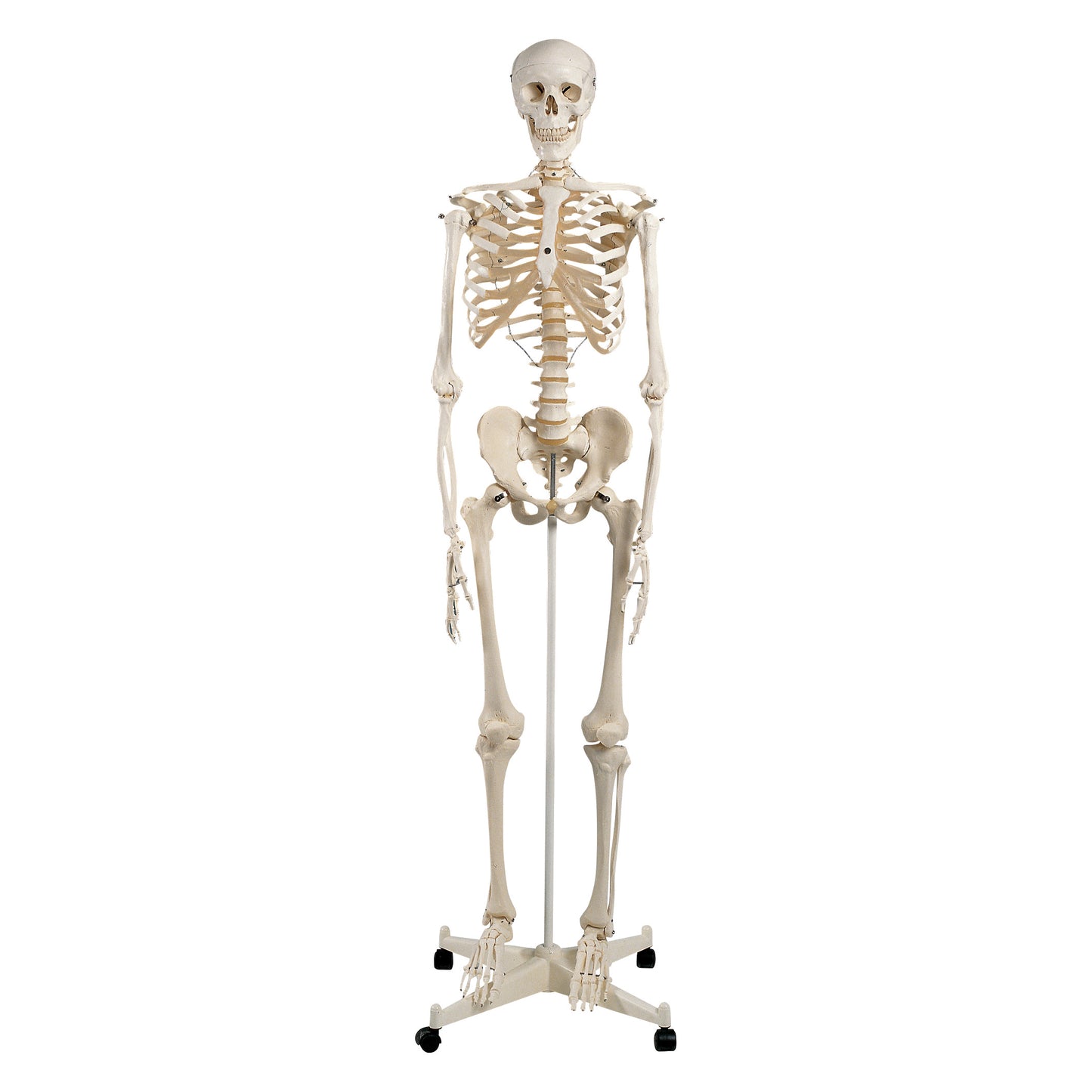 A "Human Skeleton Anatomical Model" on a wheeled stand, showing a full-body skeleton for educational purposes.