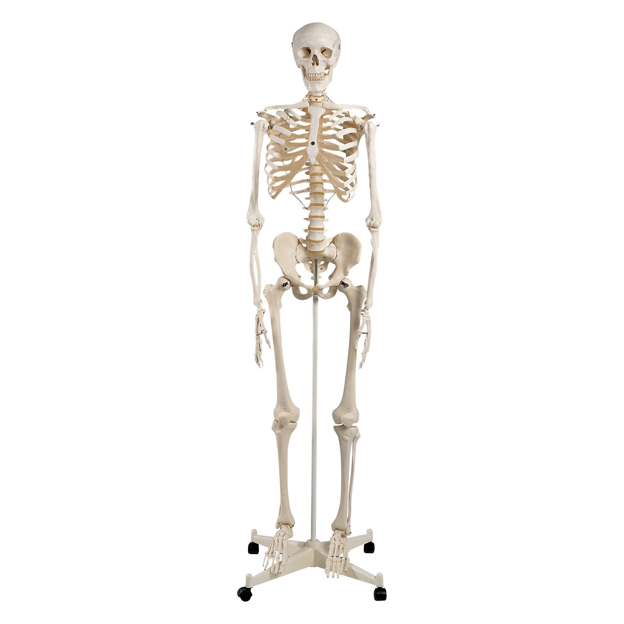 A "Human Skeleton Anatomical Model" on a wheeled stand, showing a full-body skeleton for educational purposes.