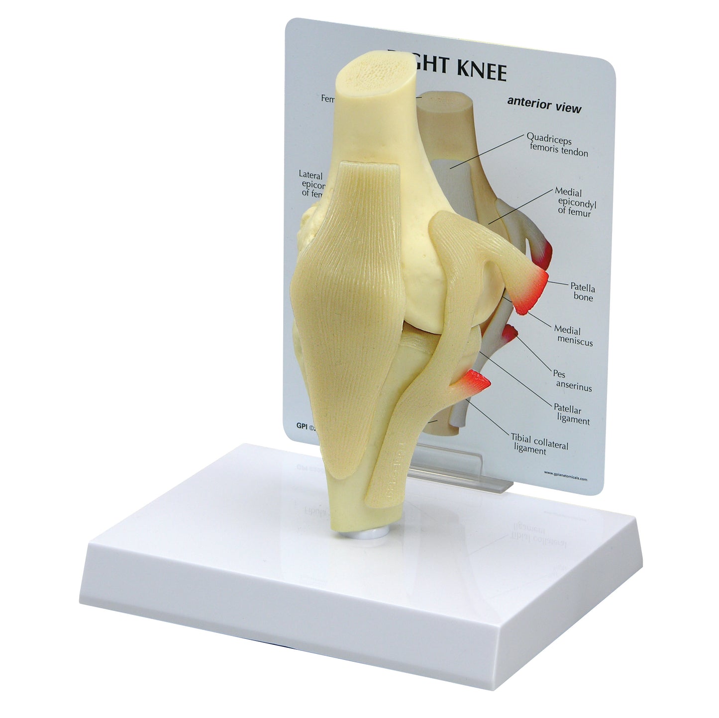 The GPI Anatomicals Basic Knee Model displayed on a stand, highlighting key anatomical features with labeled parts.