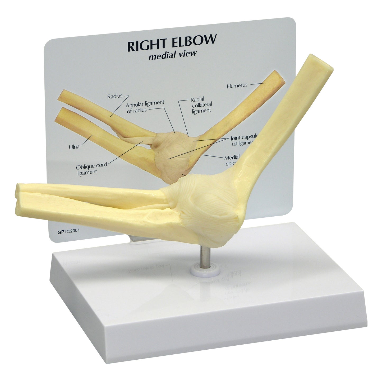 The GPI Anatomicals Basic Elbow Model shows a right elbow's medial view, with labeled ligaments and bones, on a white base.