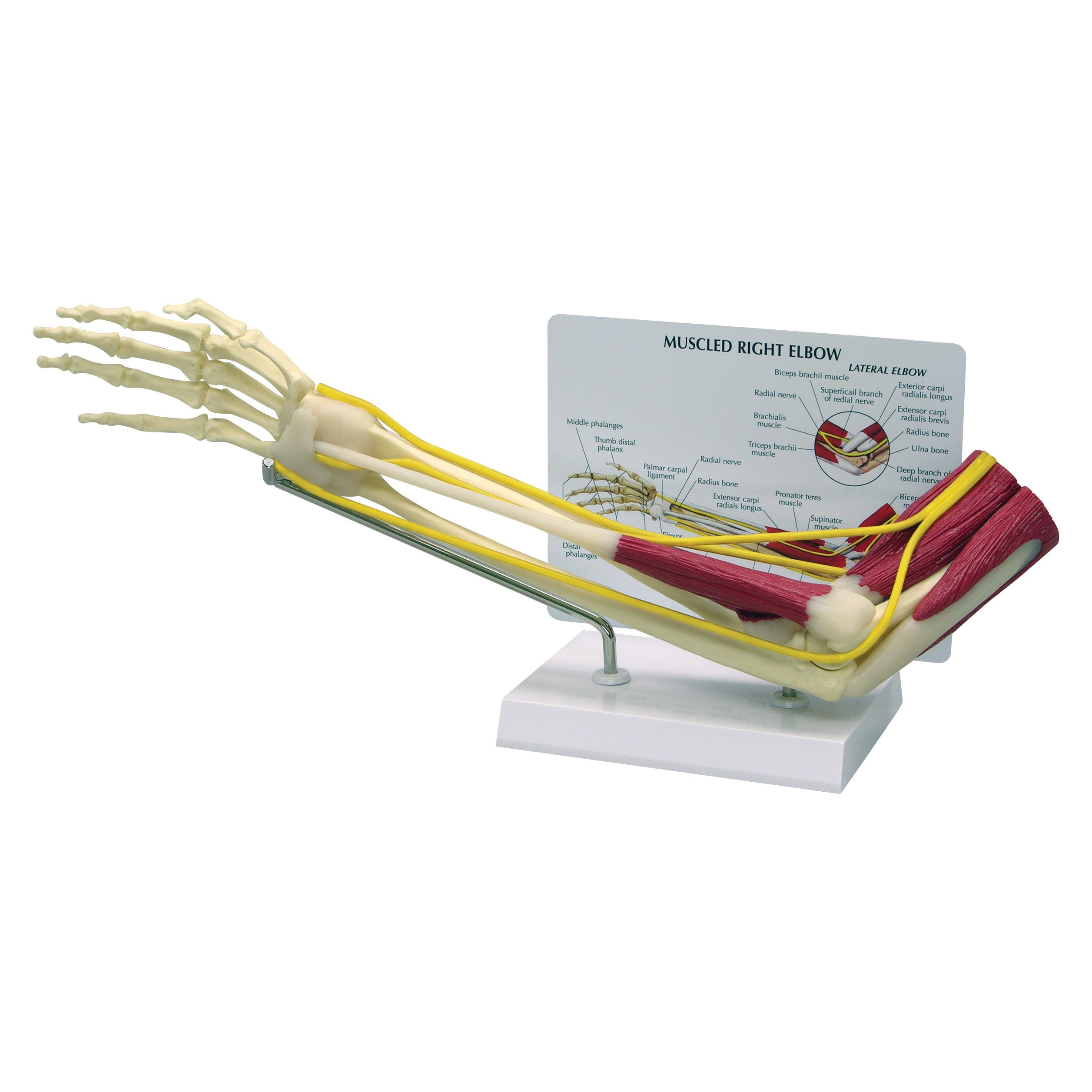 Muscled elbow model with bones, nerves, and muscles on a stand. Diagram included. Product: GPI Anatomicals Muscled Elbow Model.