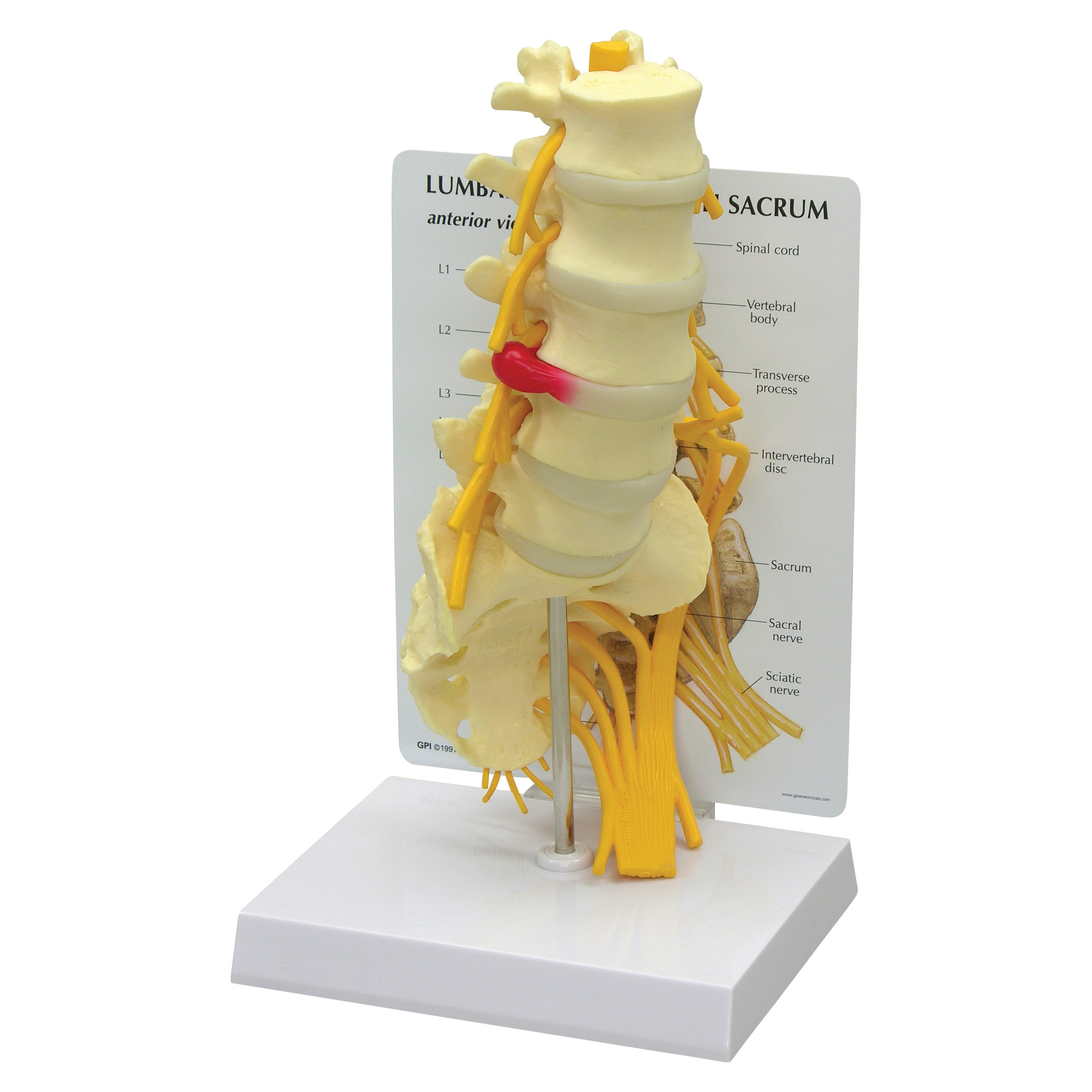 The GPI Anatomicals Lumbar with Sacrum Model shows a spine section with labeled vertebrae, nerves, and discs on a white stand.
