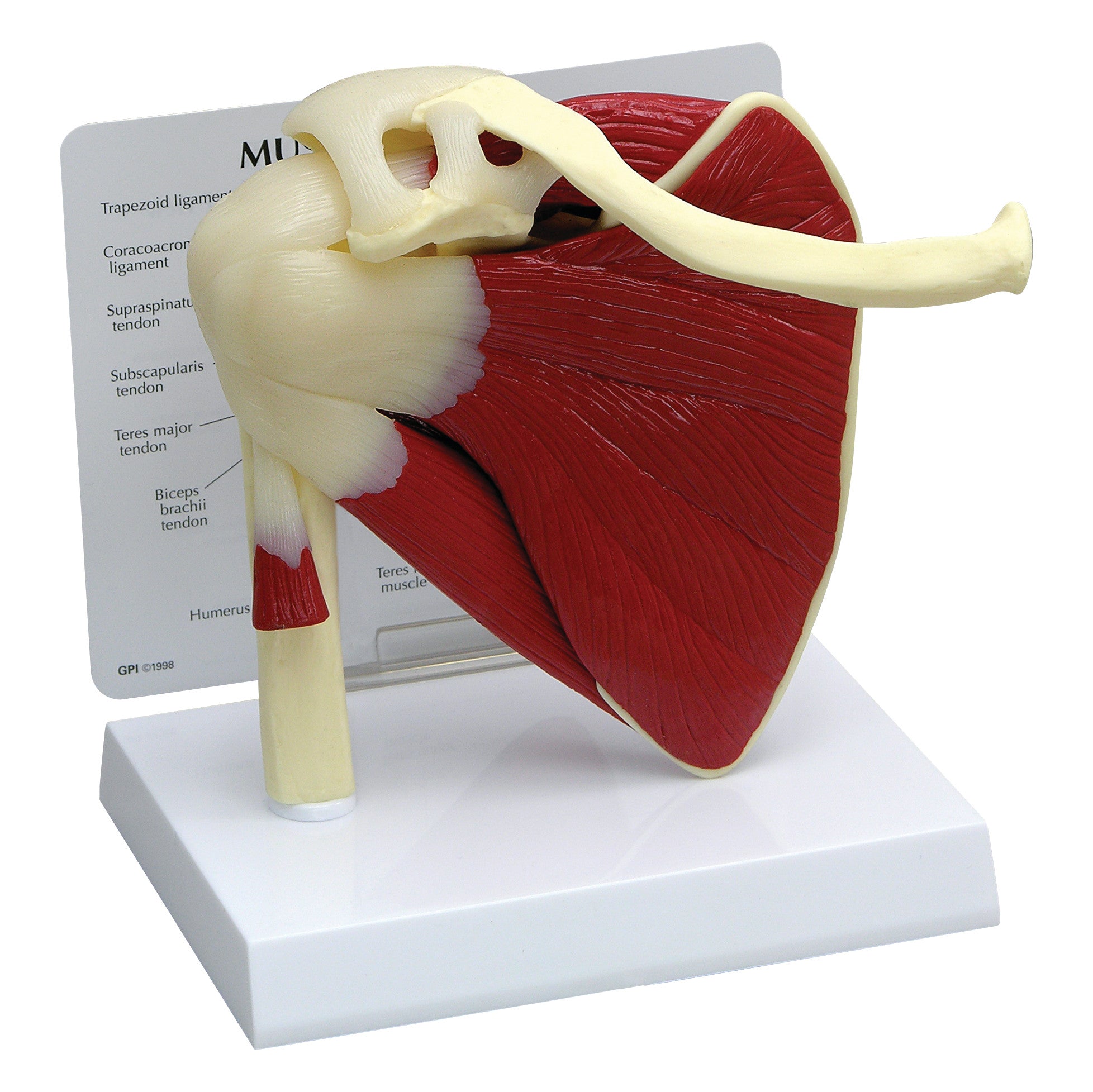 GPI Anatomicals Muscled Shoulder Model showing detailed shoulder muscles and tendons on a white base with labeled parts.