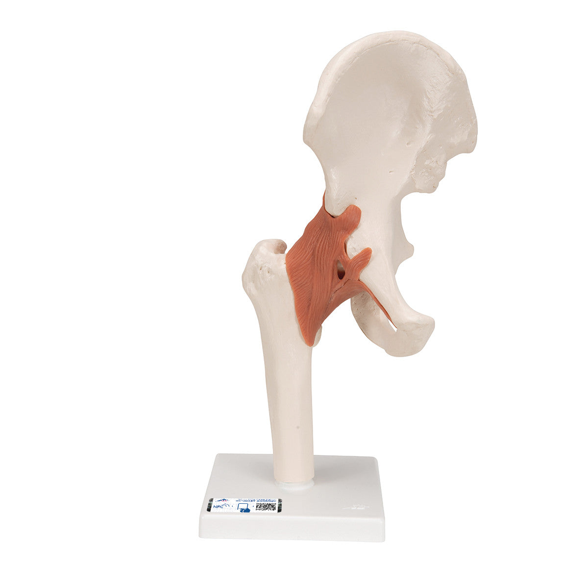 The Functional Hip Joint Anatomical Model shows a hip joint with muscles on a stand, highlighting bone and muscle structure.