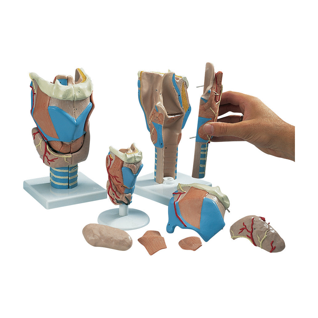 A Larynx Model featuring detachable parts, displayed on stands, with a hand interacting with one piece.