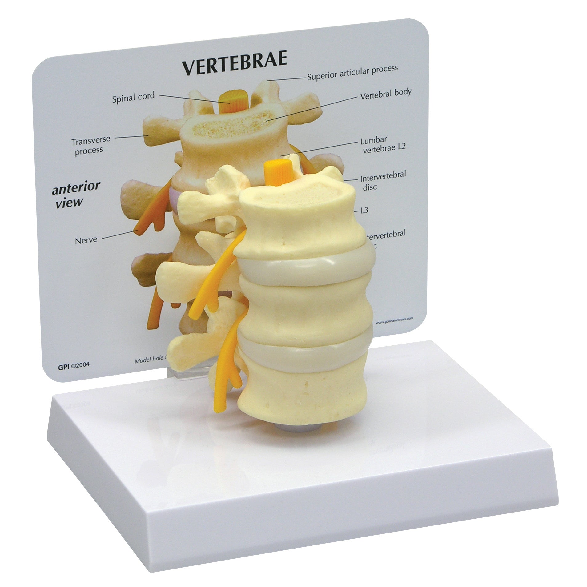 GPI Anatomicals Basic Vertebrae Model displaying lumbar vertebrae with labeled parts on a stand, including spinal cord and nerves.