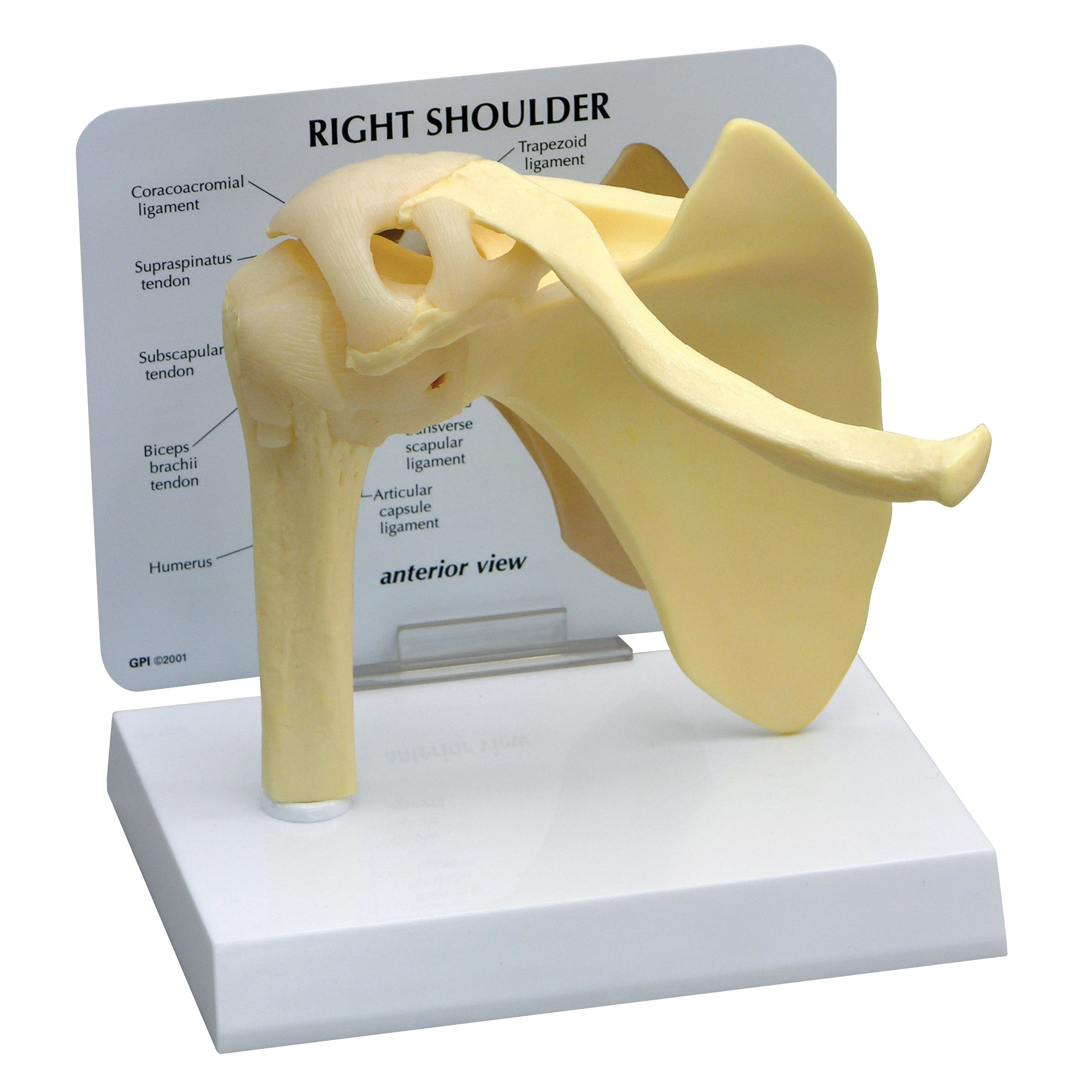 The GPI Anatomicals Basic Shoulder Model displays an anterior view of the right shoulder with labeled components on a stand.