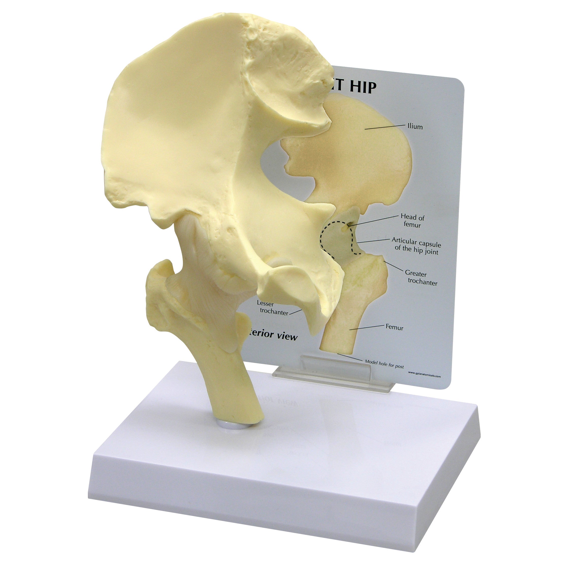 GPI Anatomicals Basic Hip Model displaying hip bones on a stand with labeled diagram in the background.