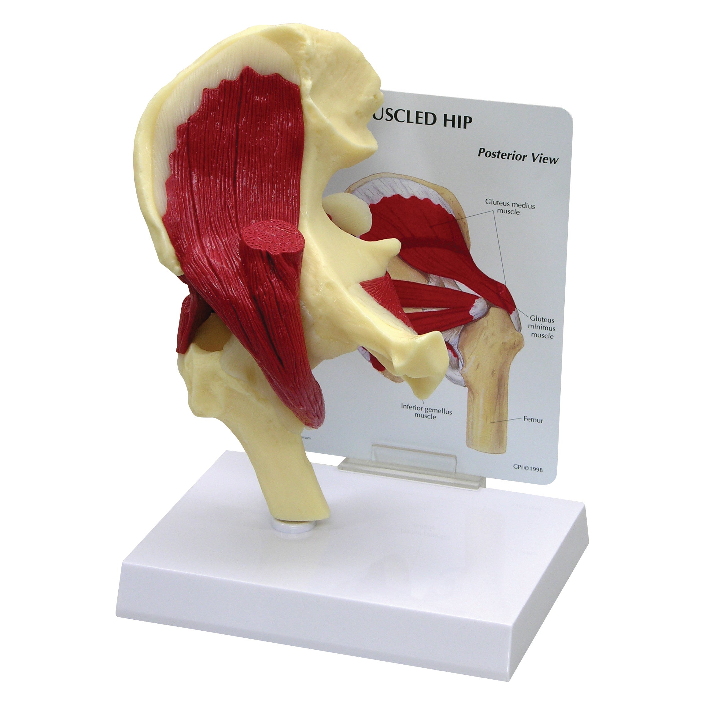 GPI Anatomicals Muscled Hip Model shows a skeletal and muscular structure of the hip, with a detailed posterior view on a stand.