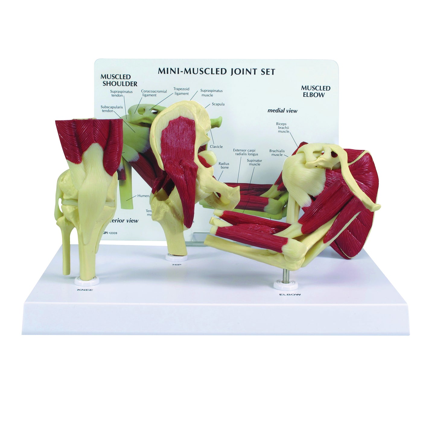 The GPI Anatomicals Mini-Muscled Joint Set Model displays detailed knee, hip, and elbow joints with labeled muscles and ligaments.