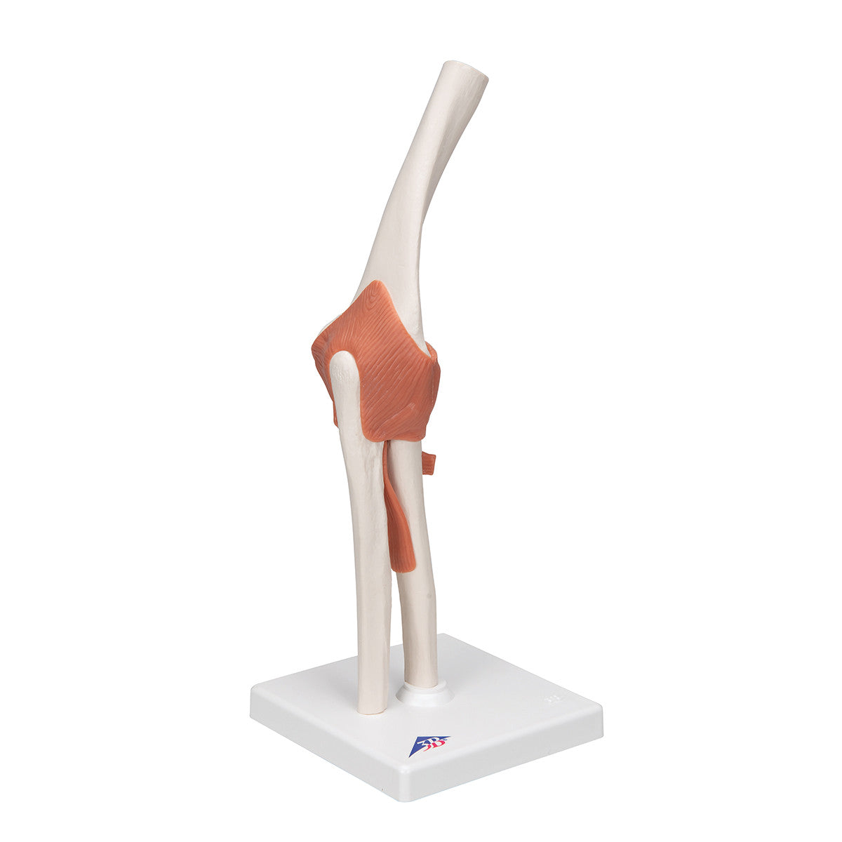 Functional Elbow Joint Anatomical Model on a stand, showcasing joint structure with muscles in beige and orange colors.