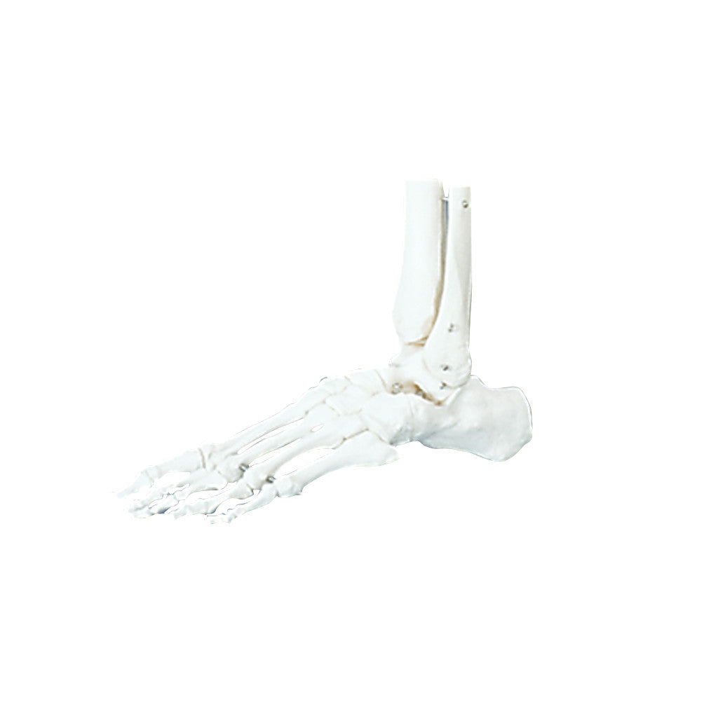 Functional Foot/Ankle Anatomical Model showing the bones of a human foot and ankle, viewed from the side against a plain background.