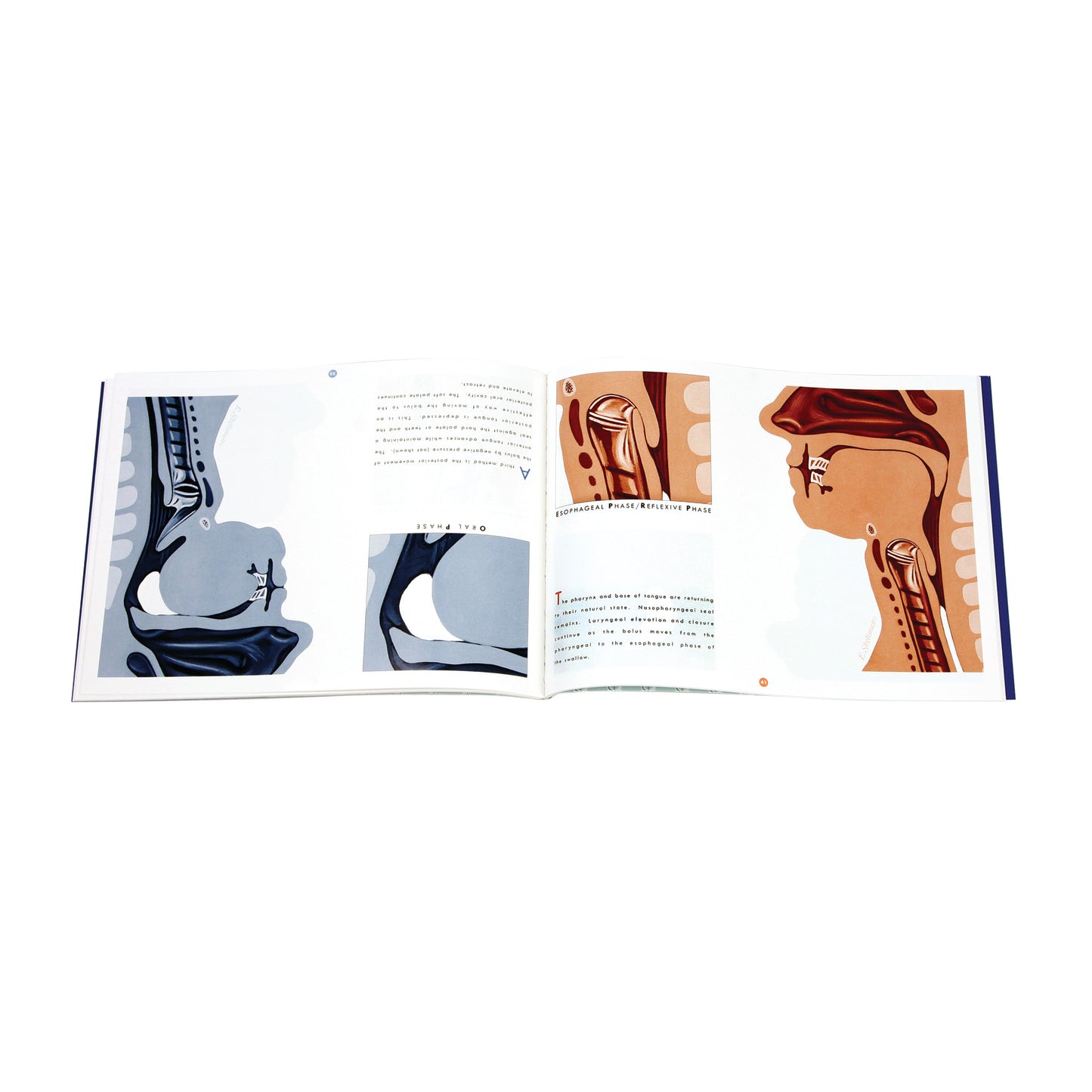 Open book titled "Follow the Swallow" showing anatomical illustrations of the throat in various phases of swallowing.