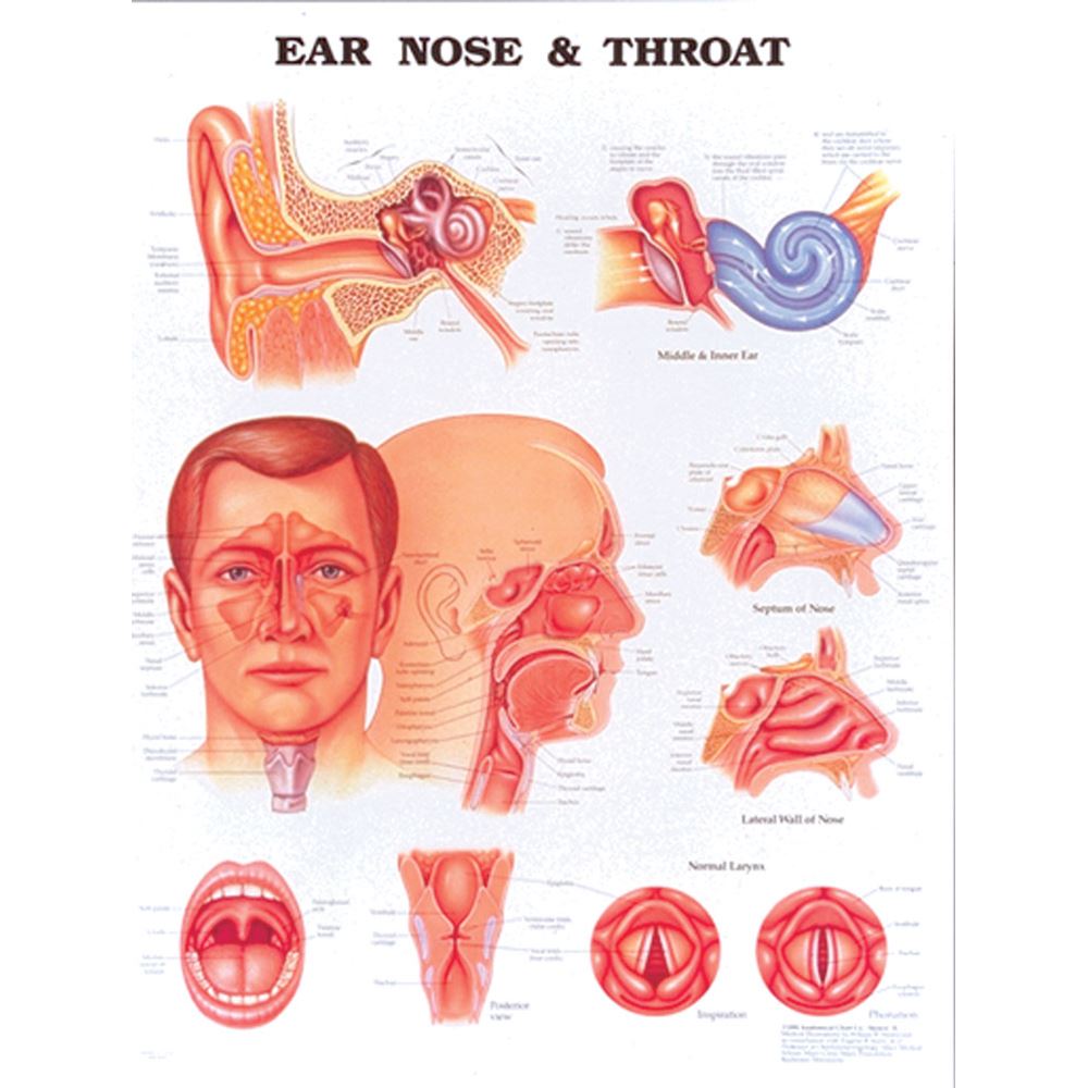 Larynx Chart