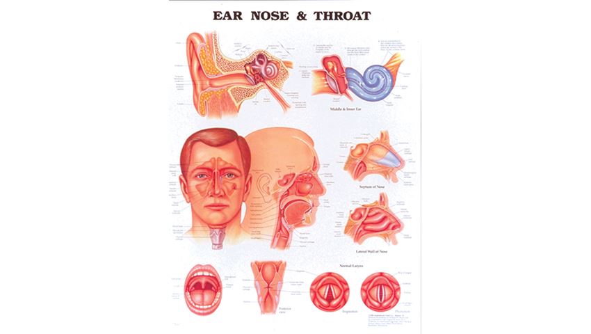 Anatomical Chart: Ear, Nose & Throat