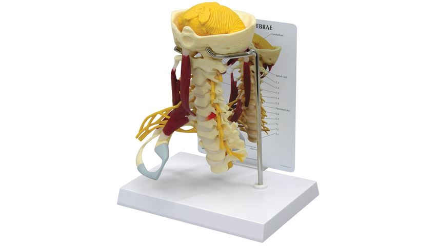 GPI Anatomicals® Muscled Cervical Model