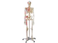 Special Human Skeleton Anatomical Model