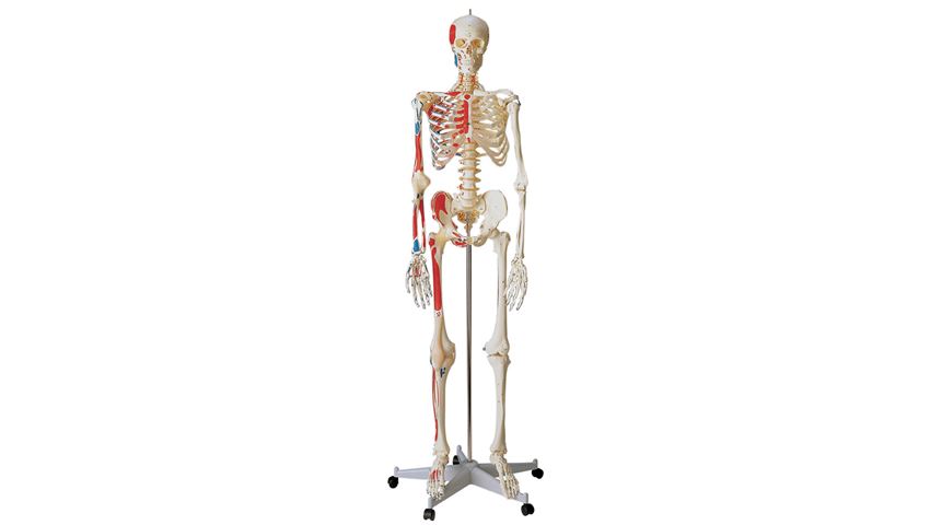 Special Human Skeleton Anatomical Model