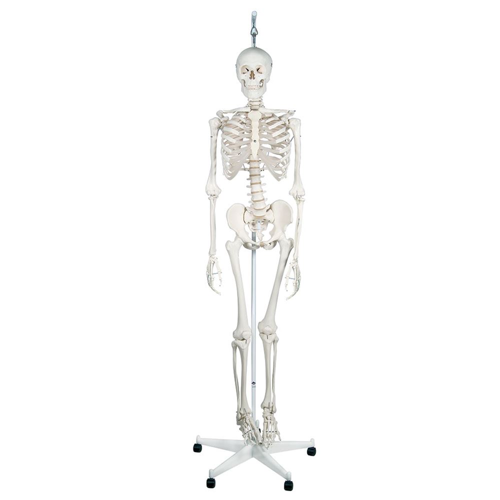 Feldenkrais Physiological Skeleton