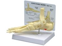 GPI Anatomicals® Foot/Ankle Plantar Fasciitis Model