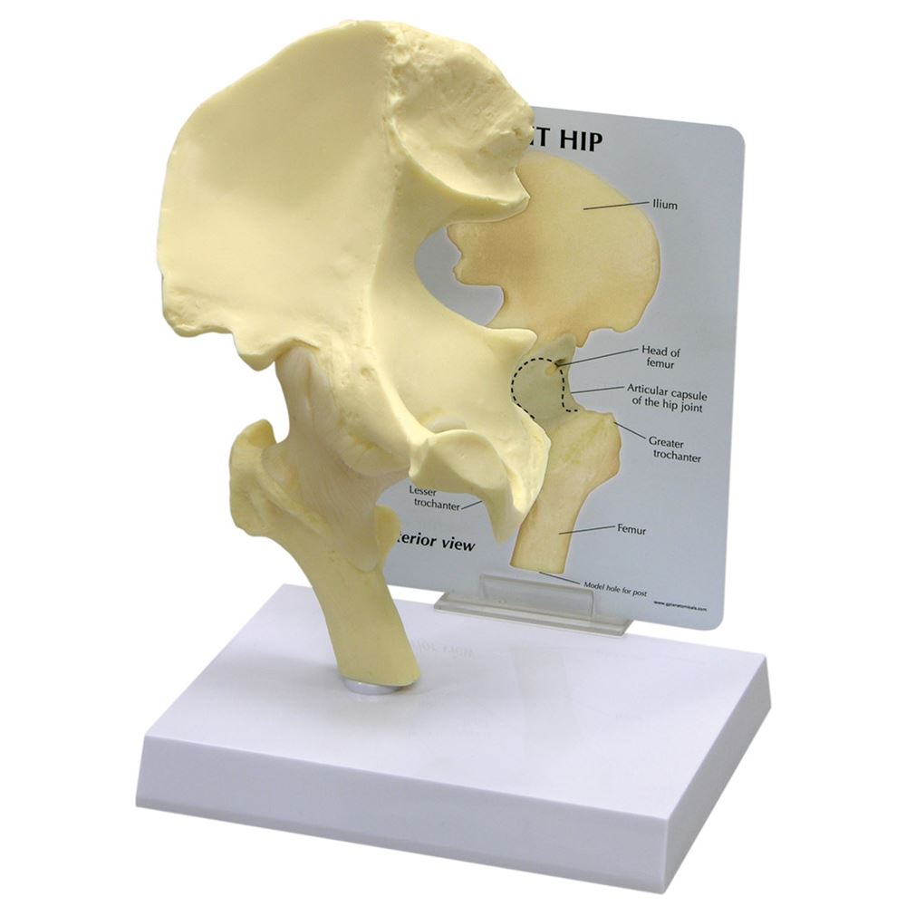 Gpi Anatomicals Basic Hip Model