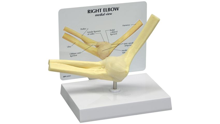 GPI Anatomicals® Basic Elbow Model