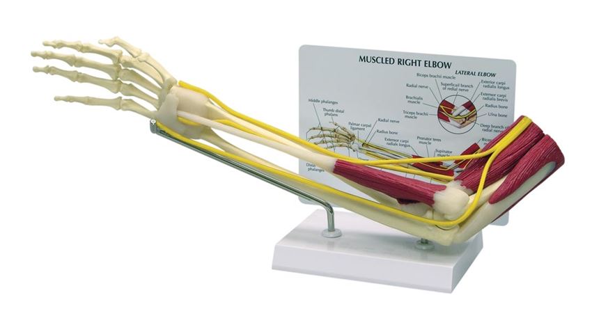 GPI Anatomicals® Muscled Elbow Model