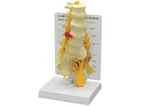 GPI Anatomicals® Lumbar with Sacrum Model