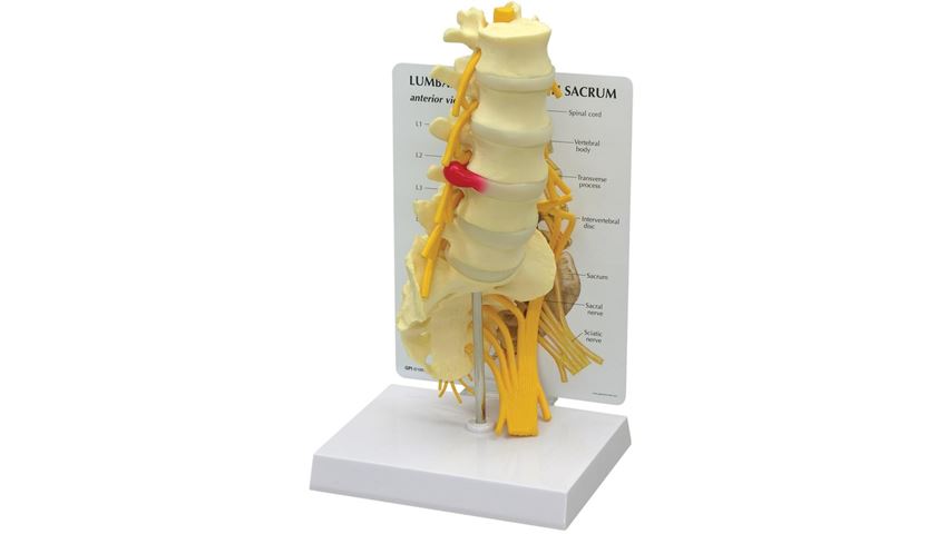 GPI Anatomicals® Lumbar with Sacrum Model