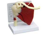 GPI Anatomicals® Muscled Shoulder Model