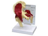 GPI Anatomicals® Muscled Hip Model