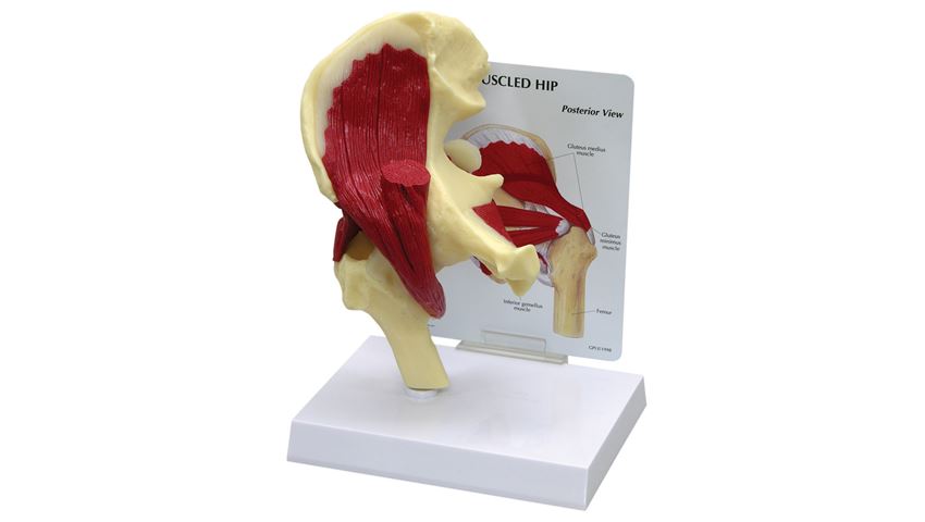 GPI Anatomicals® Muscled Hip Model