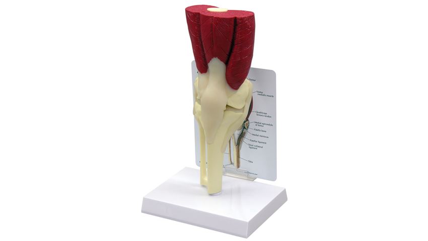 GPI Anatomicals® Muscled Knee Model