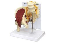 GPI Anatomicals® Muscled Hip with Sciatic Nerve Model