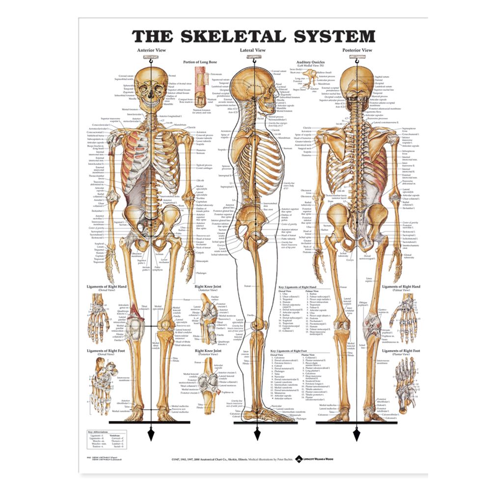 The Skeletal System Anatomical Chart