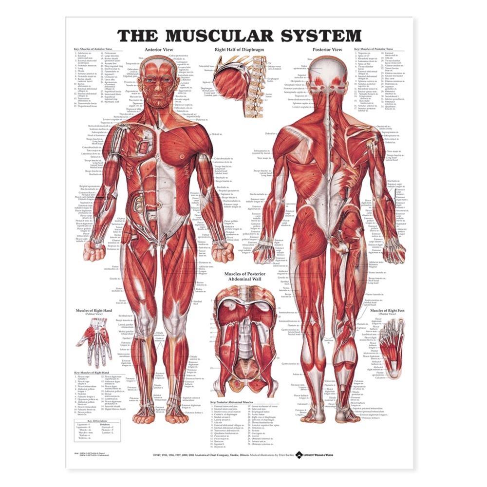 Anatomical Wall Charts