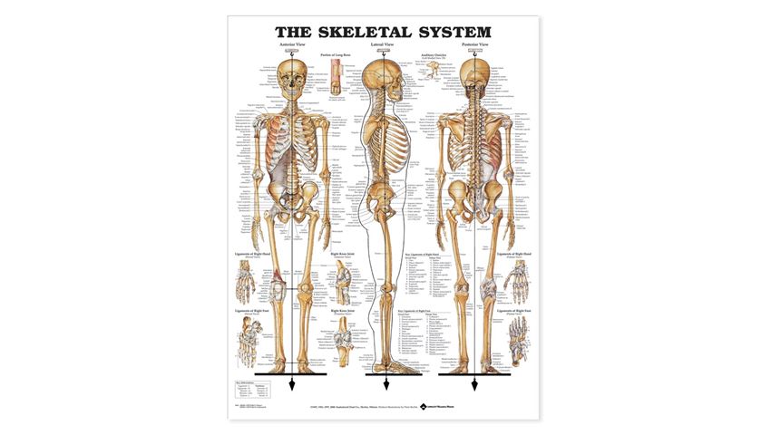 Anatomical Wall Charts