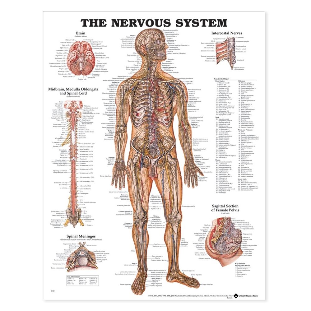 Anatomy Wall Charts