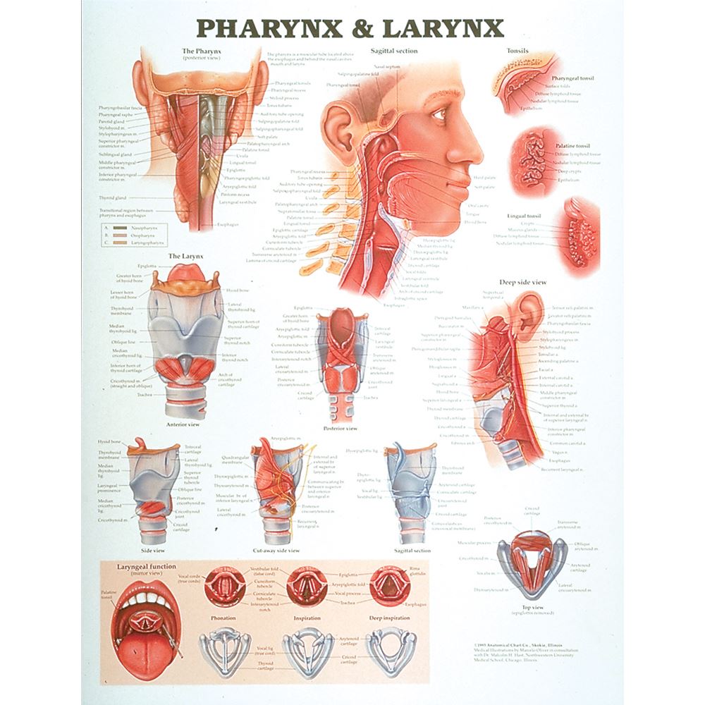 Anatomical Parts And Charts
