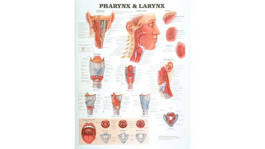 Pharynx and Larynx Anatomical Chart