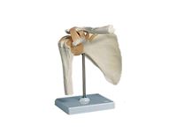 Functional Shoulder Joint Anatomical Model